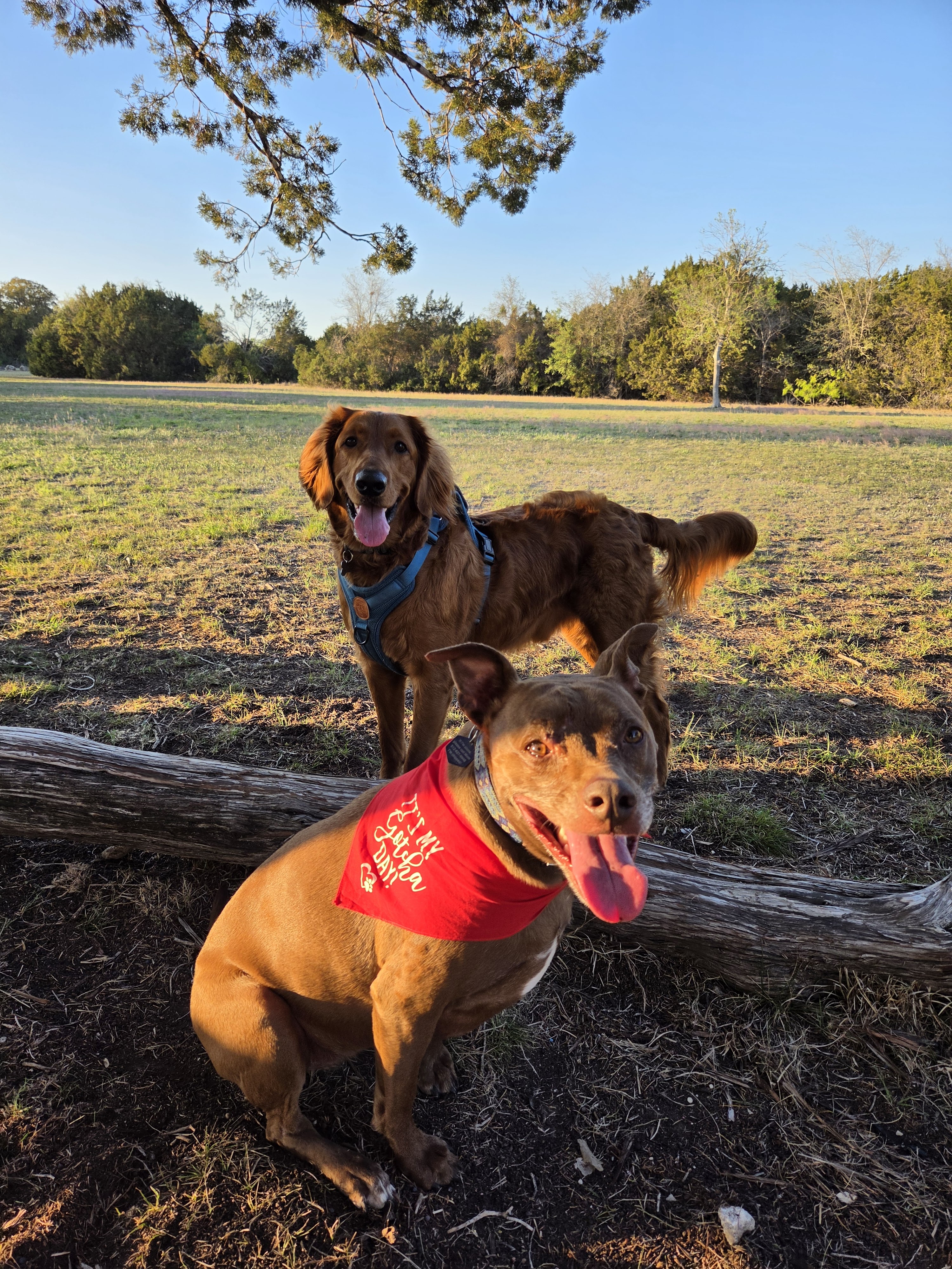 Zig and Hazel at the park