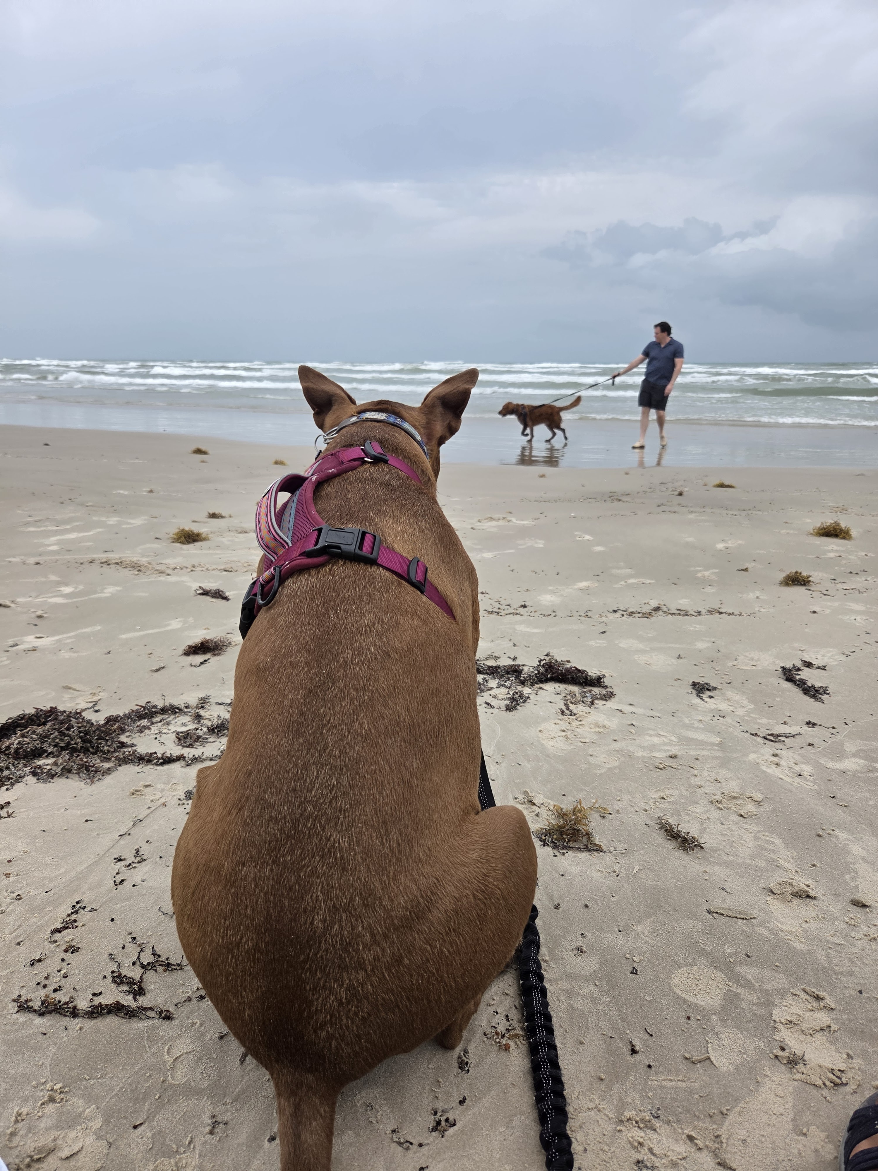 Padre Island with Hazel