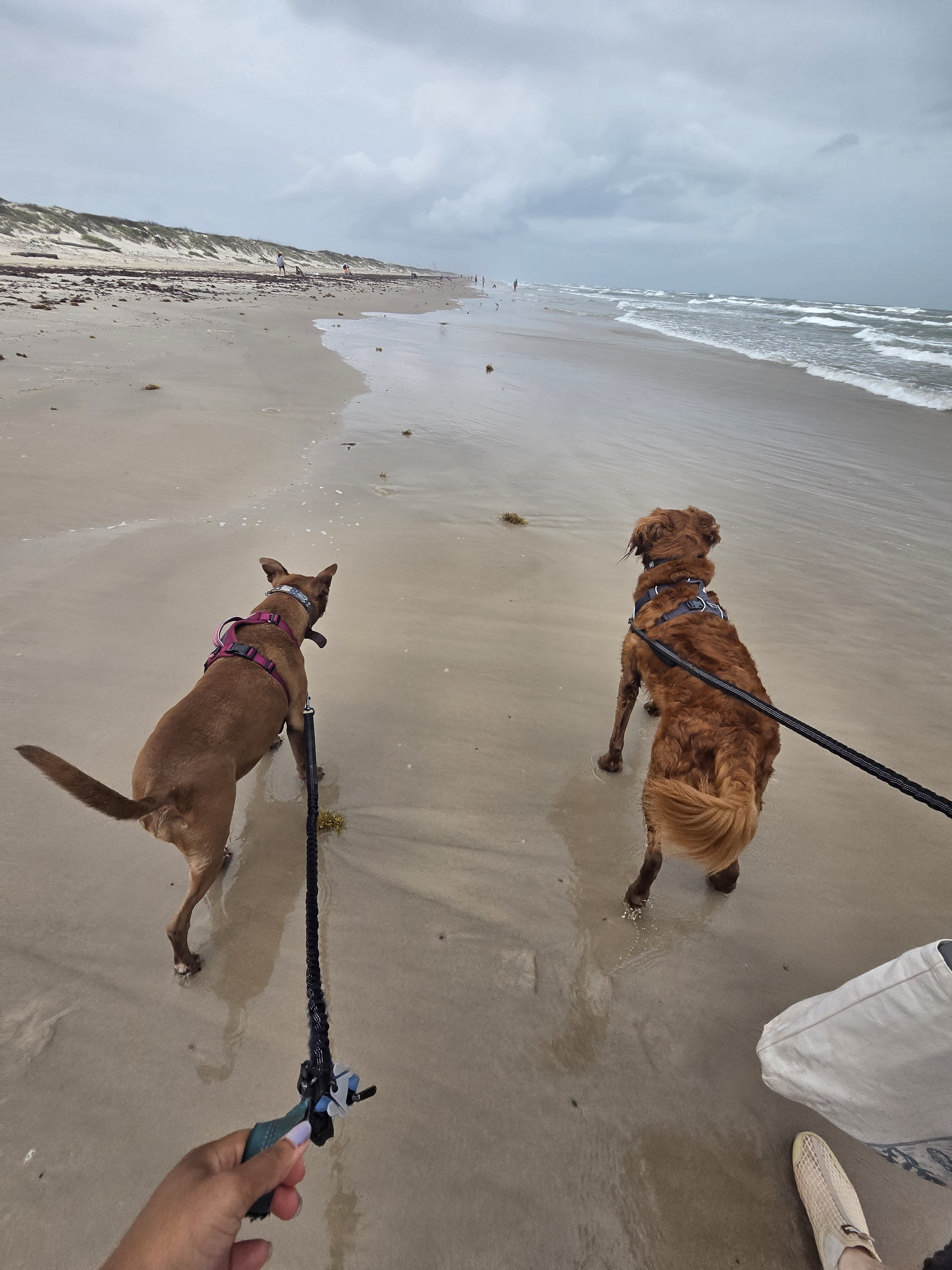 Padre Island with Hazel and Zig